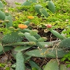 Plants: image 89 Of 208 Thumb